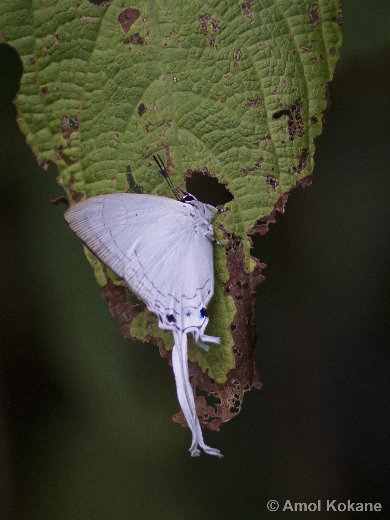 Butterflies